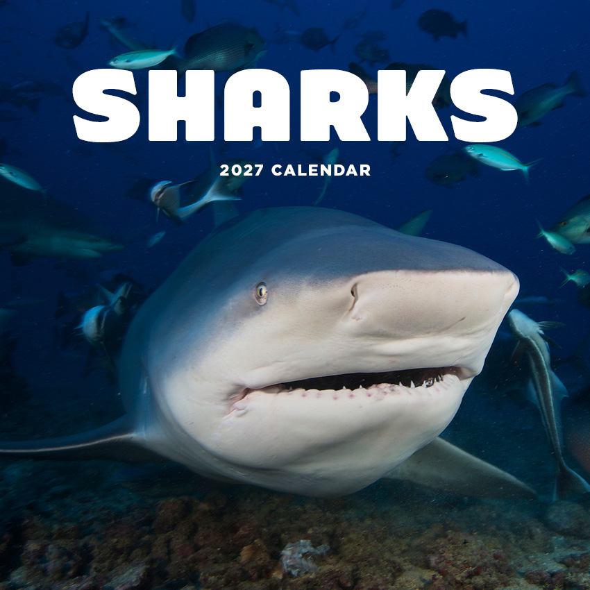 Sharks Calendar 2027