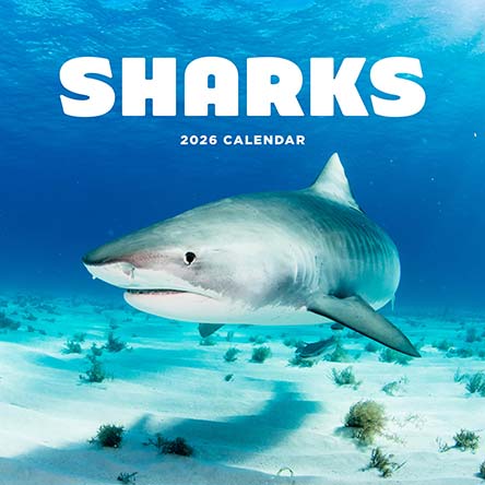 Sharks 2026 Calendar