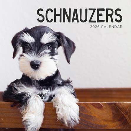 Schnauzers 2026 Calendar