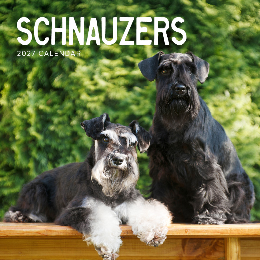 Schnauzers Calendar 2027