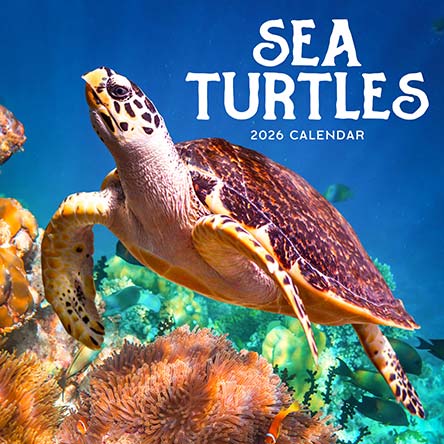 Sea Turtles 2026 Calendar
