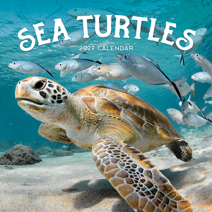Sea Turtles Calendar 2027