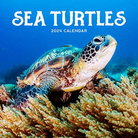 2024 Sea Turtles Calendar