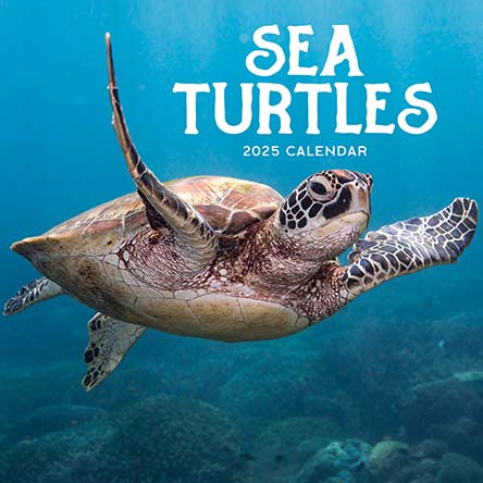 2025 Sea Turtles Calendar