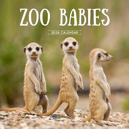Zoo Babies 2026 Calendar